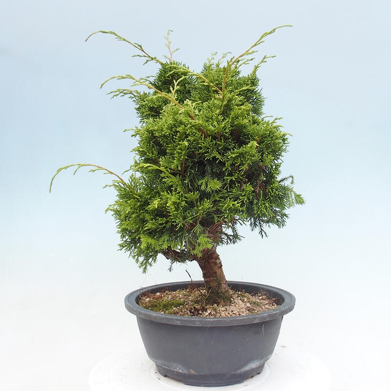 Venkovní bonsai - Juniperus chinensis Itoigawa -Jalovec čínský