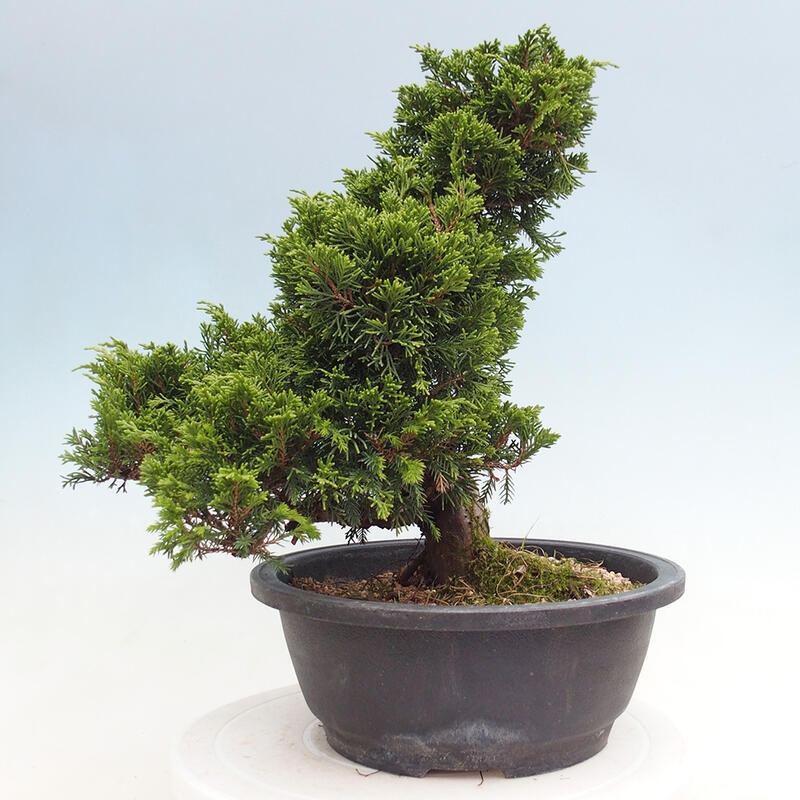 Venkovní bonsai - Juniperus chinensis Itoigawa -Jalovec čínský