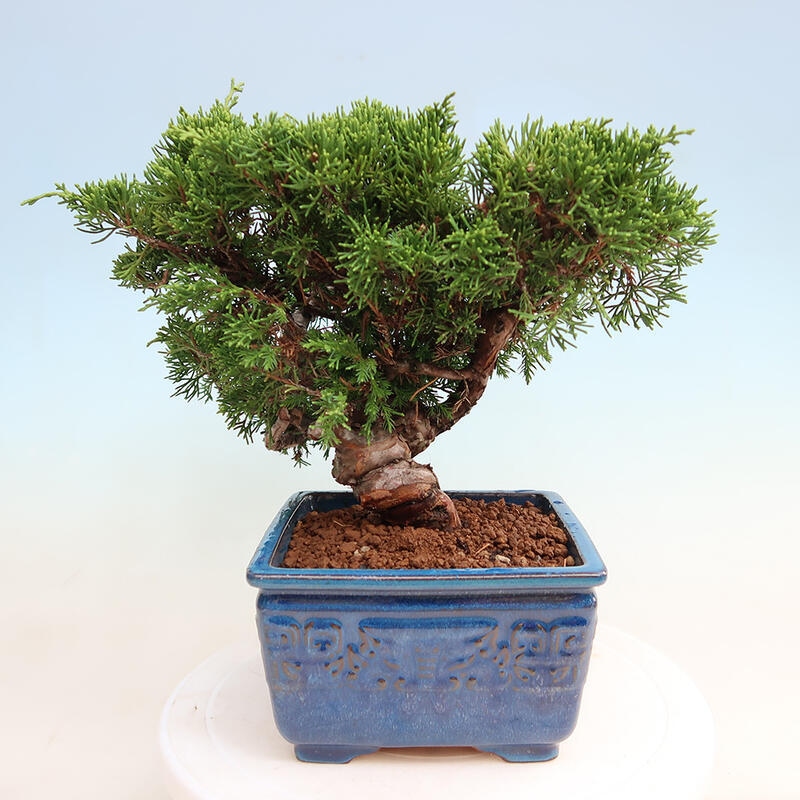 Venkovní bonsai - Juniperus chinensis Itoigawa -Jalovec čínský