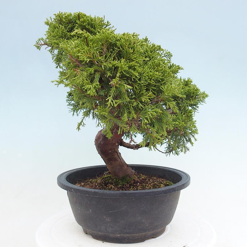 Venkovní bonsai - Juniperus chinensis Itoigawa -Jalovec čínský