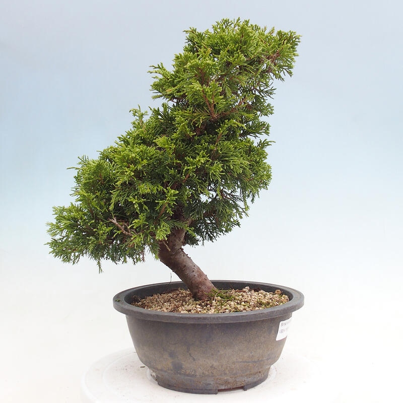 Venkovní bonsai - Juniperus chinensis Itoigawa -Jalovec čínský