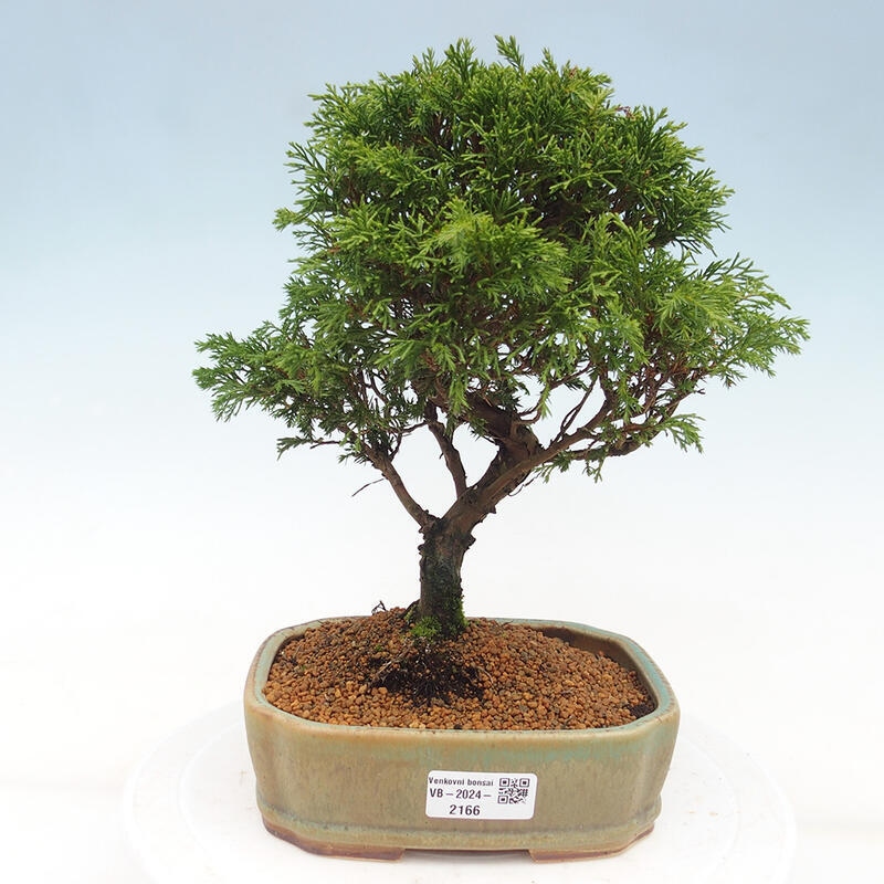 Venkovní bonsai - Juniperus chinensis Itoigawa -Jalovec čínský