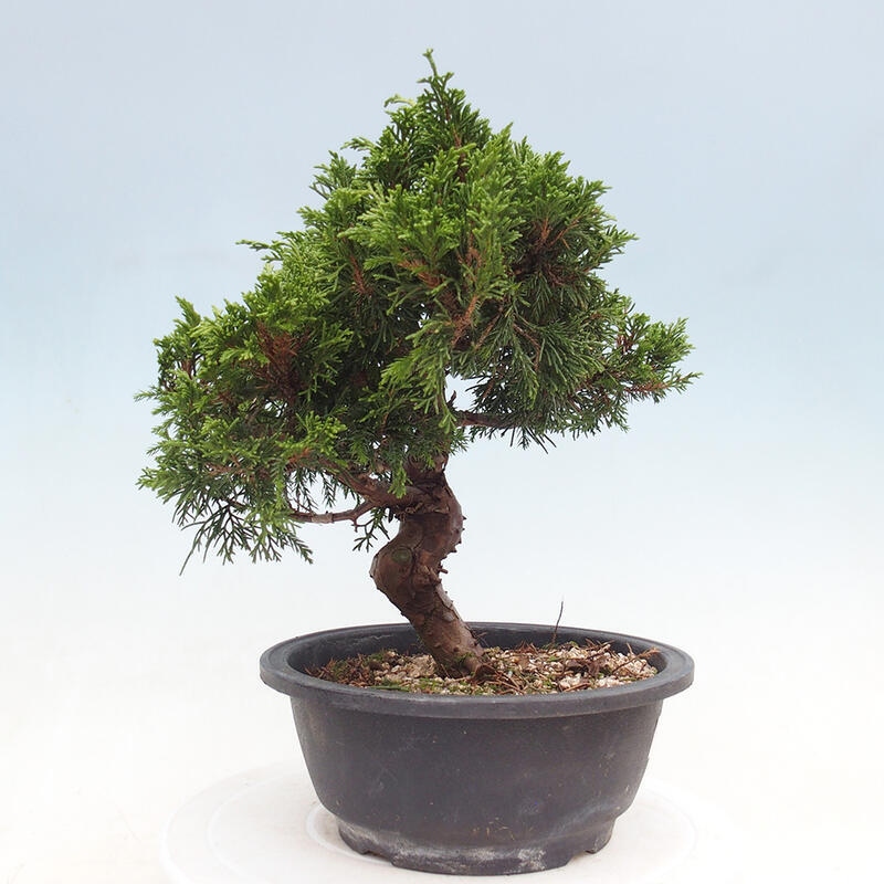 Venkovní bonsai - Juniperus chinensis Itoigawa -Jalovec čínský