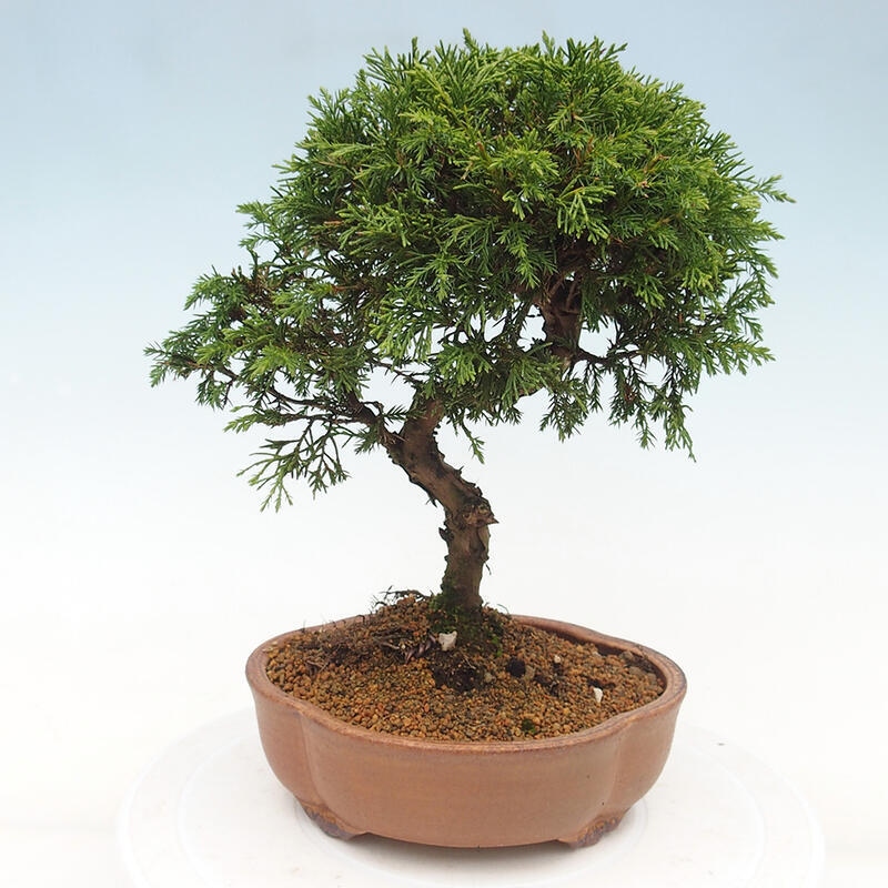 Venkovní bonsai - Juniperus chinensis Itoigawa -Jalovec čínský