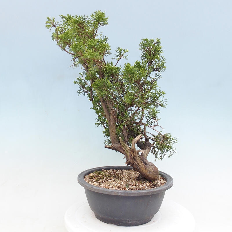 Venkovní bonsai - Juniperus chinensis Itoigawa -Jalovec čínský