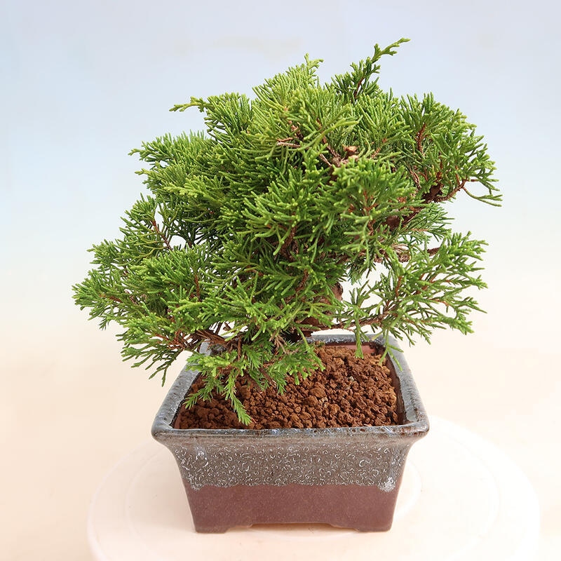 Venkovní bonsai - Juniperus chinensis Itoigawa -Jalovec čínský