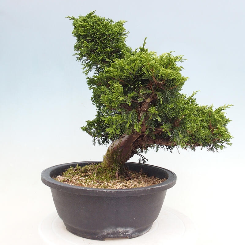 Venkovní bonsai - Juniperus chinensis Itoigawa -Jalovec čínský