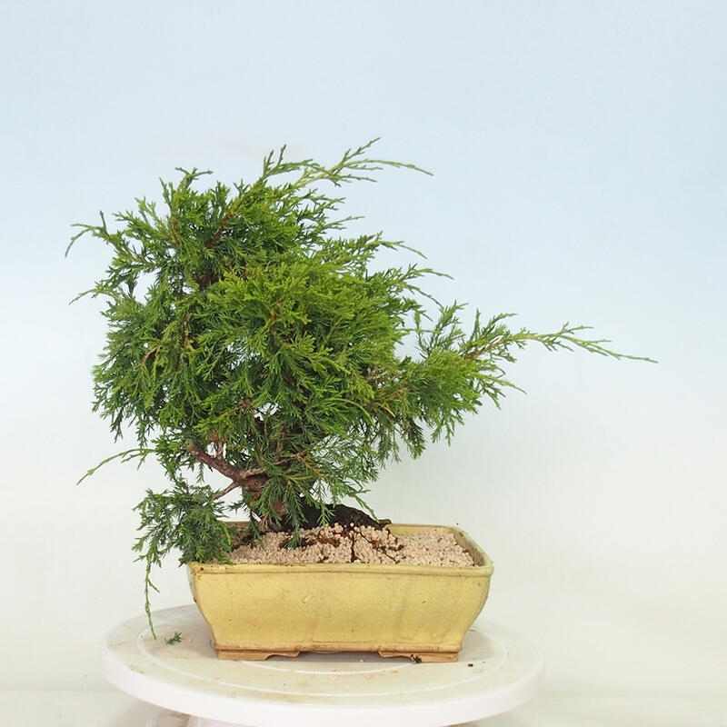 Venkovní bonsai - Juniperus chinensis Itoigawa -Jalovec čínský