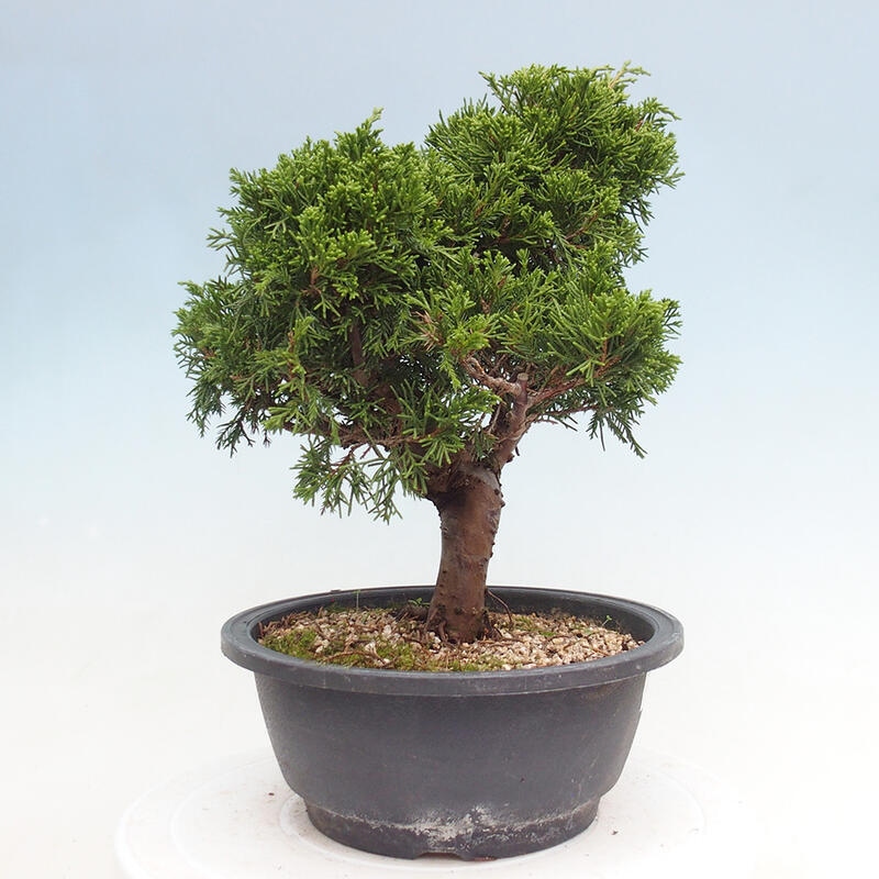 Venkovní bonsai - Juniperus chinensis Itoigawa -Jalovec čínský