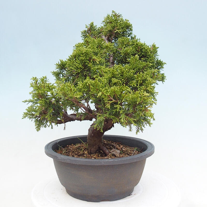 Venkovní bonsai - Juniperus chinensis Itoigawa -Jalovec čínský