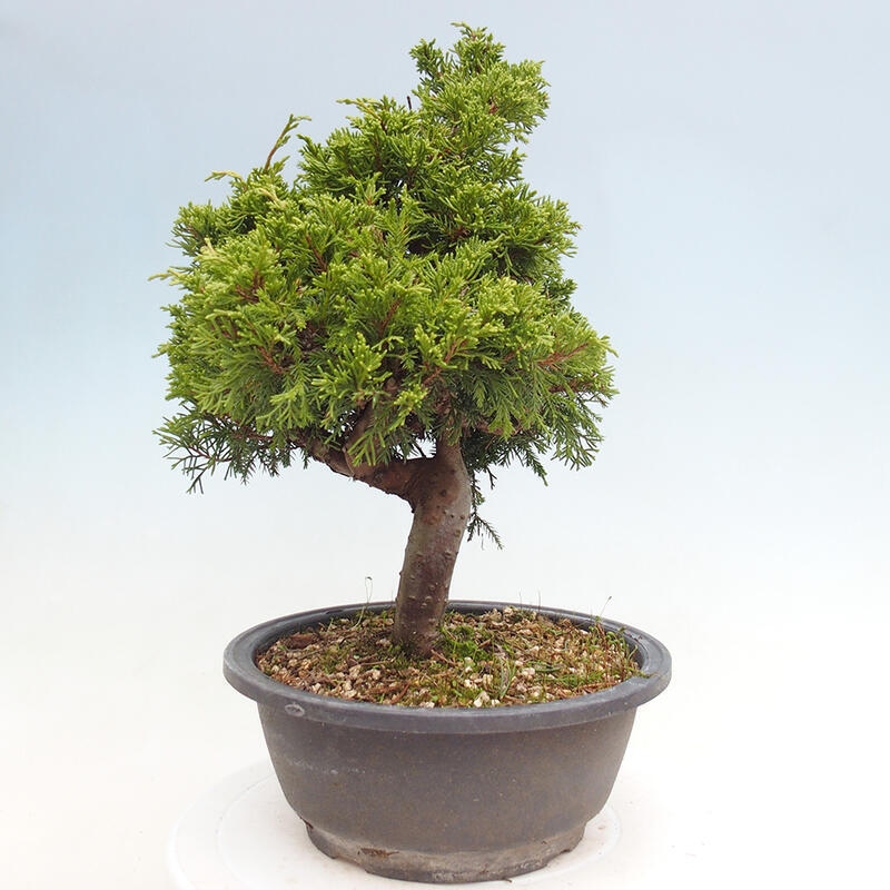 Venkovní bonsai - Juniperus chinensis Itoigawa -Jalovec čínský