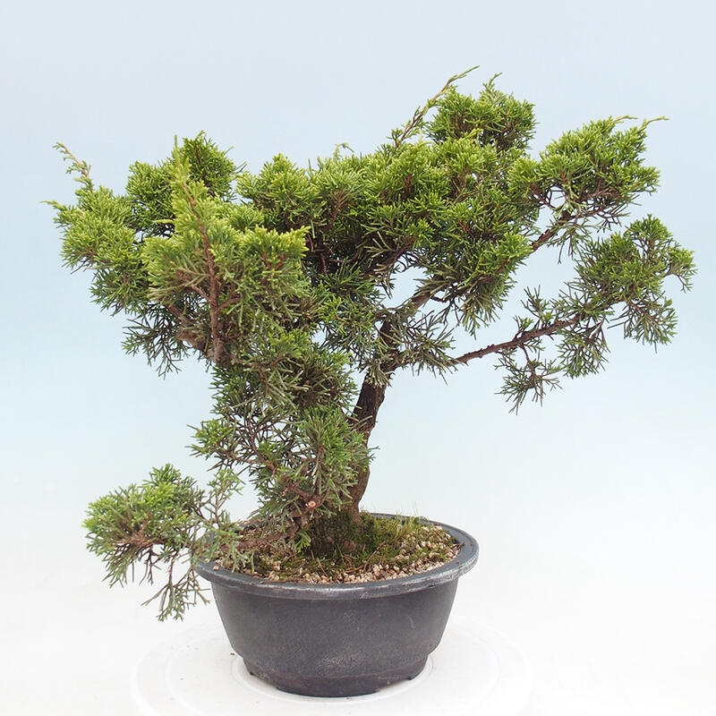 Venkovní bonsai - Juniperus chinensis Itoigawa -Jalovec čínský