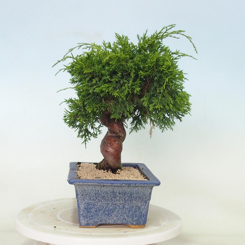 Venkovní bonsai - Juniperus chinensis Itoigawa -Jalovec čínský