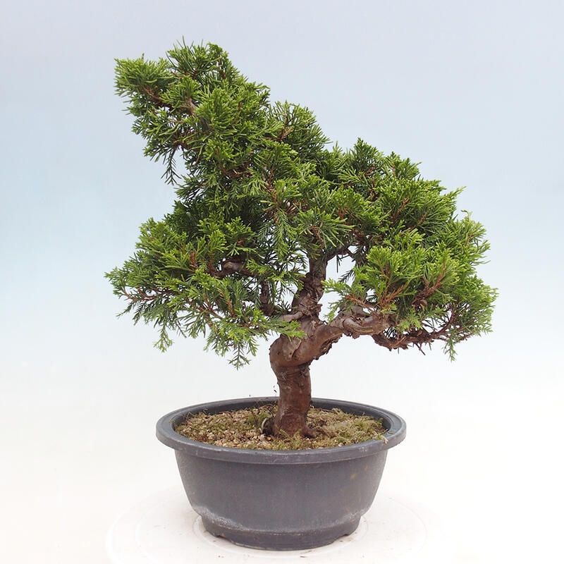 Venkovní bonsai - Juniperus chinensis Itoigawa -Jalovec čínský