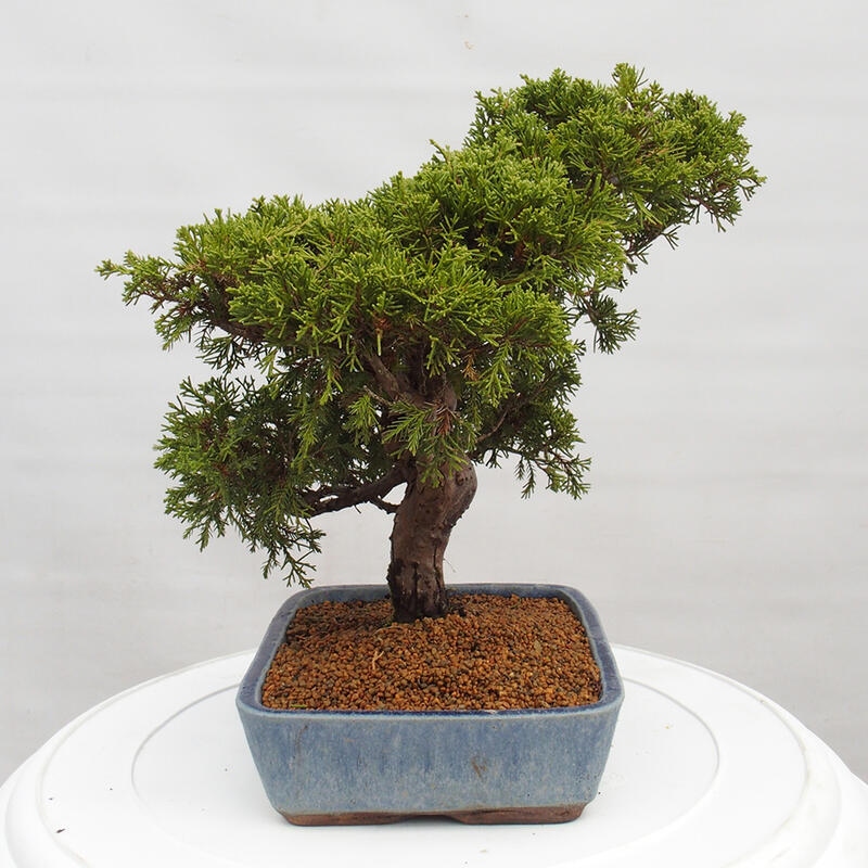 Venkovní bonsai - Juniperus chinensis Itoigawa -Jalovec čínský