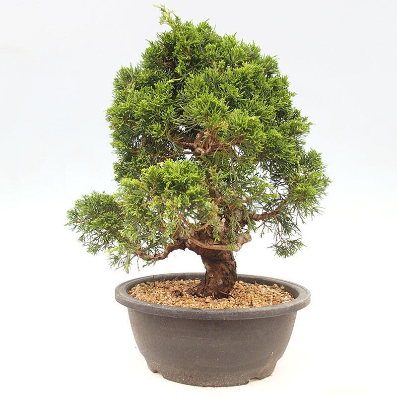 Venkovní bonsai - Juniperus chinensis Itoigawa-Jalovec čínský