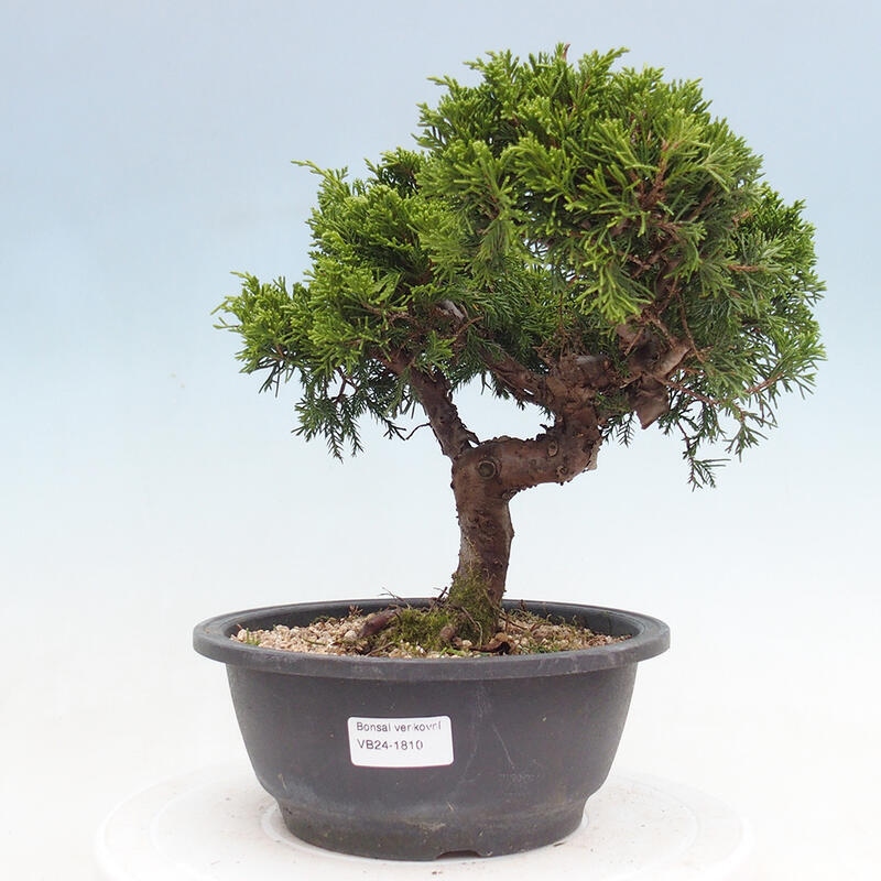 Venkovní bonsai - Juniperus chinensis Itoigawa -Jalovec čínský