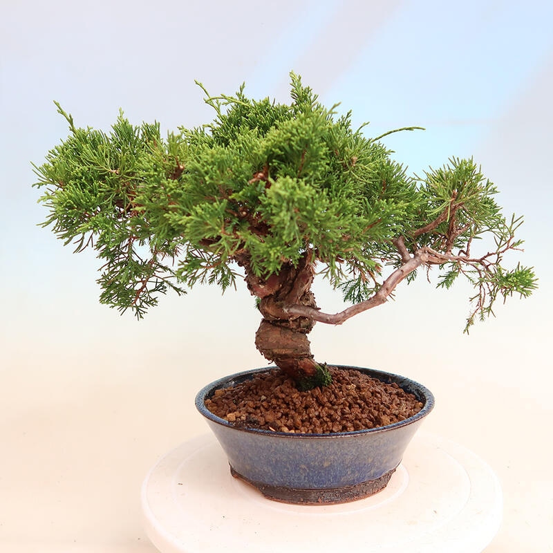 Venkovní bonsai - Juniperus chinensis Itoigawa -Jalovec čínský