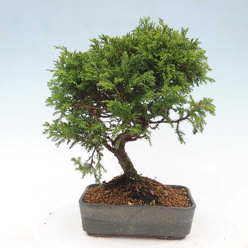 Venkovní bonsai - Juniperus chinensis Itoigawa -Jalovec čínský