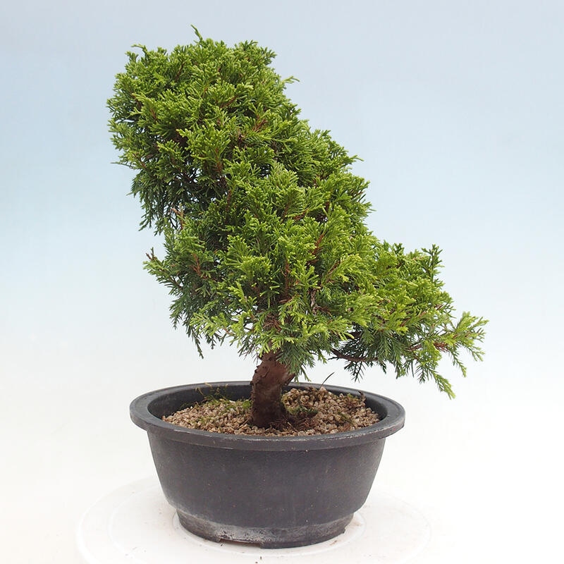 Venkovní bonsai - Juniperus chinensis Itoigawa -Jalovec čínský