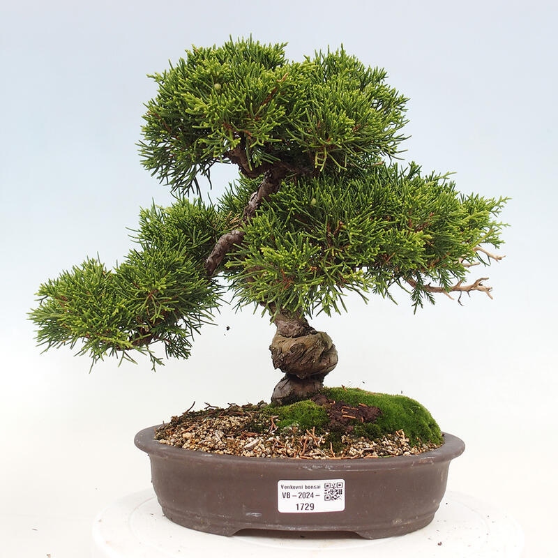 Venkovní bonsai - Juniperus chinensis Itoigawa-Jalovec čínský