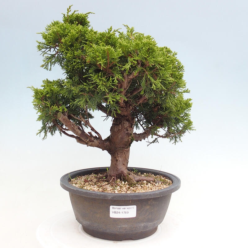 Venkovní bonsai - Juniperus chinensis Itoigawa -Jalovec čínský