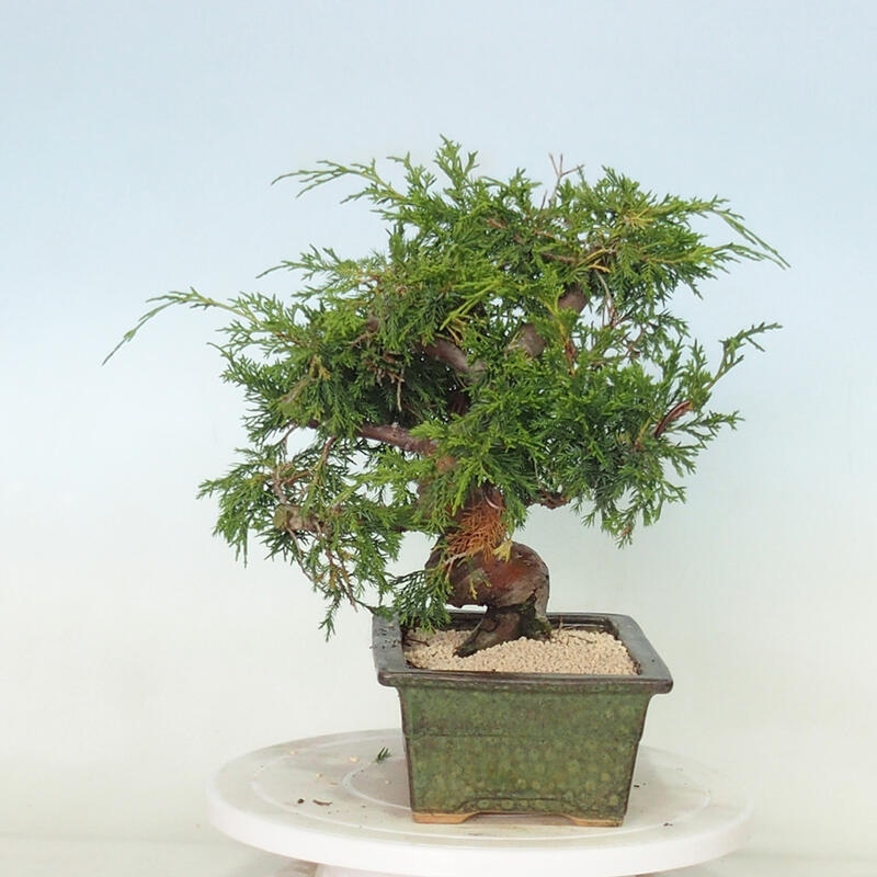 Venkovní bonsai - Juniperus chinensis Itoigawa -Jalovec čínský