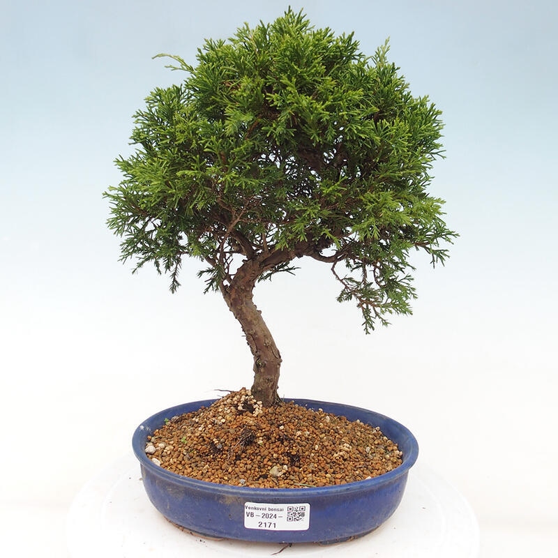 Venkovní bonsai - Juniperus chinensis Itoigawa -Jalovec čínský