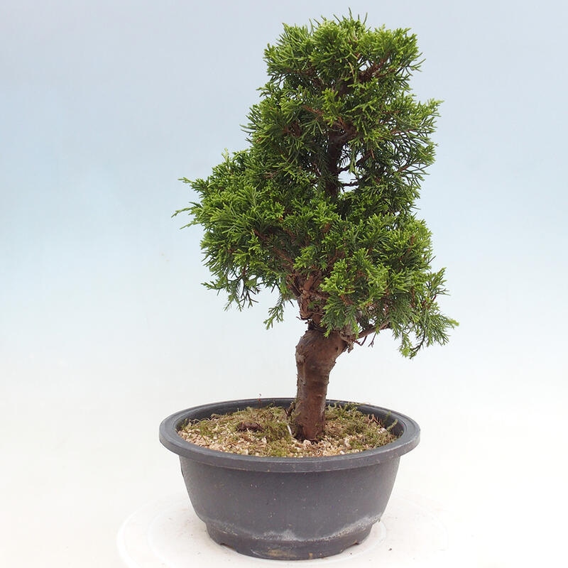 Venkovní bonsai - Juniperus chinensis Itoigawa -Jalovec čínský