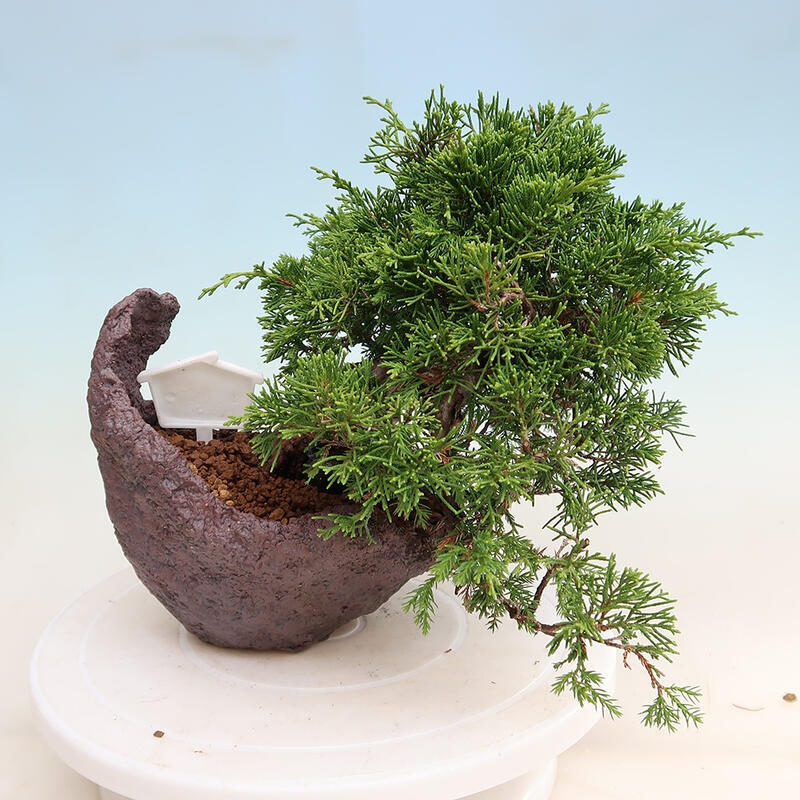 Venkovní bonsai - Juniperus chinensis Itoigawa -Jalovec čínský