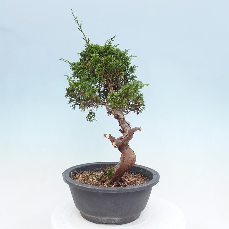 Venkovní bonsai - Juniperus chinensis Itoigawa -Jalovec čínský