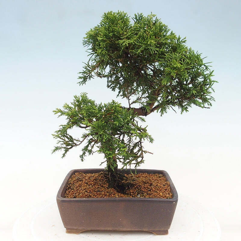 Venkovní bonsai - Juniperus chinensis Itoigawa -Jalovec čínský