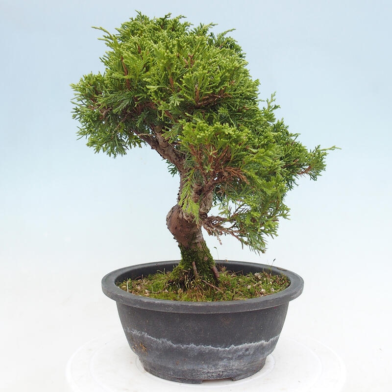 Venkovní bonsai - Juniperus chinensis Itoigawa -Jalovec čínský