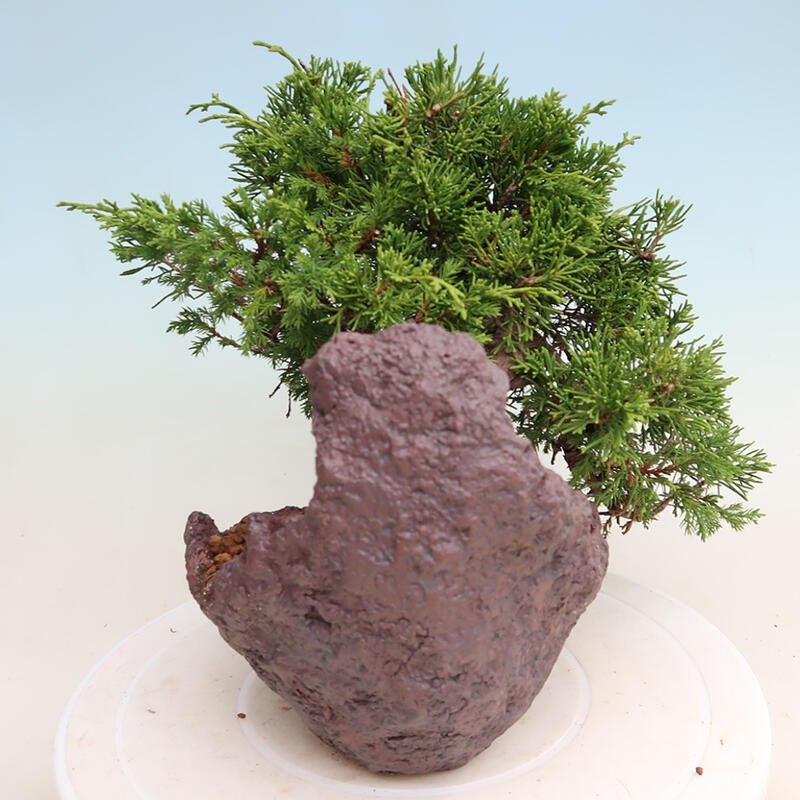 Venkovní bonsai - Juniperus chinensis Itoigawa -Jalovec čínský