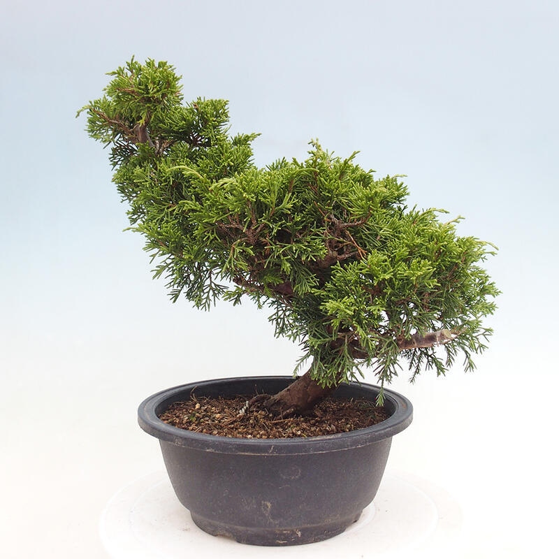 Venkovní bonsai - Juniperus chinensis Itoigawa -Jalovec čínský