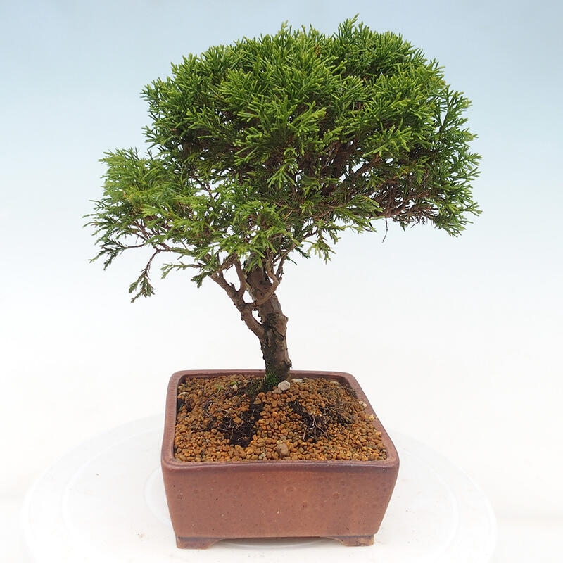 Venkovní bonsai - Juniperus chinensis Itoigawa -Jalovec čínský