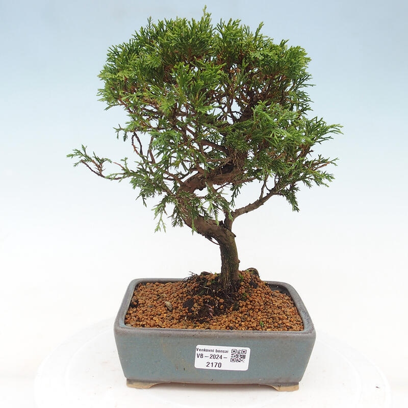 Venkovní bonsai - Juniperus chinensis Itoigawa -Jalovec čínský