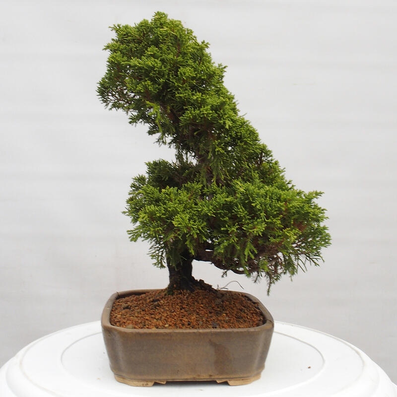 Venkovní bonsai - Juniperus chinensis Itoigawa -Jalovec čínský