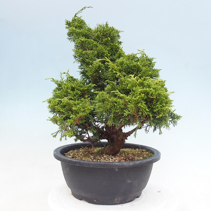 Venkovní bonsai - Juniperus chinensis Itoigawa -Jalovec čínský