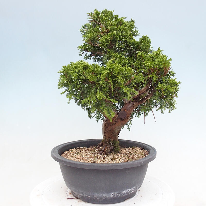 Venkovní bonsai - Juniperus chinensis Itoigawa -Jalovec čínský