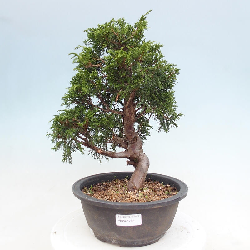 Venkovní bonsai - Juniperus chinensis Itoigawa -Jalovec čínský