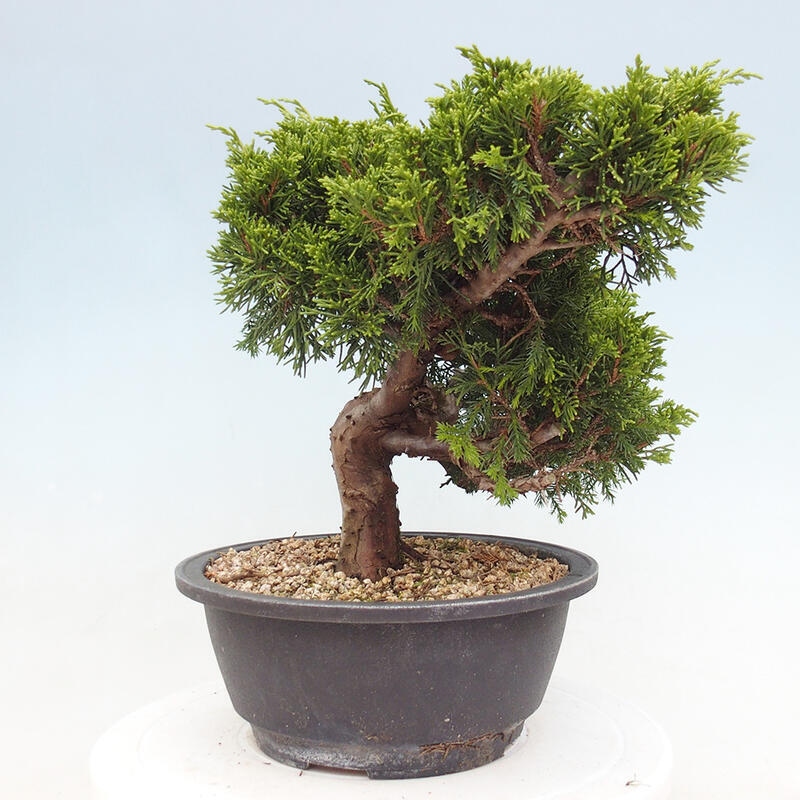 Venkovní bonsai - Juniperus chinensis Itoigawa -Jalovec čínský