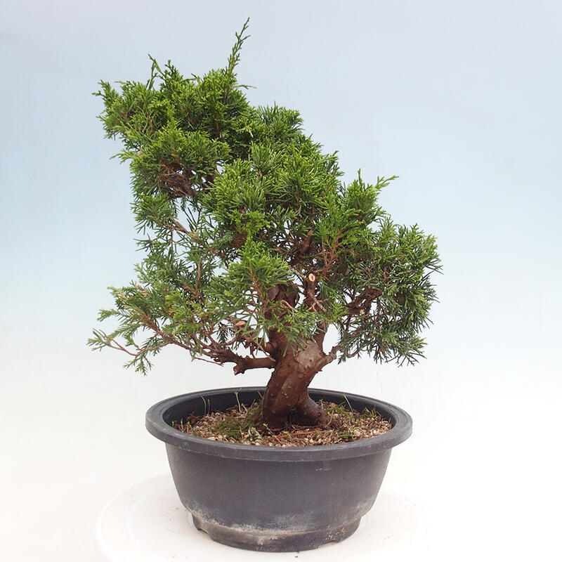 Venkovní bonsai - Juniperus chinensis Itoigawa -Jalovec čínský