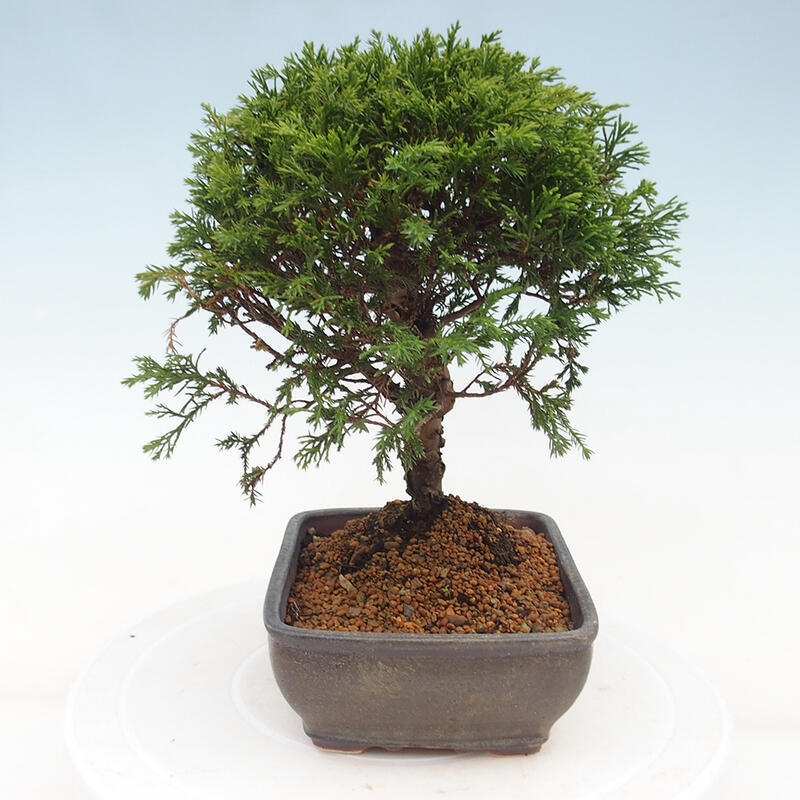 Venkovní bonsai - Juniperus chinensis Itoigawa -Jalovec čínský