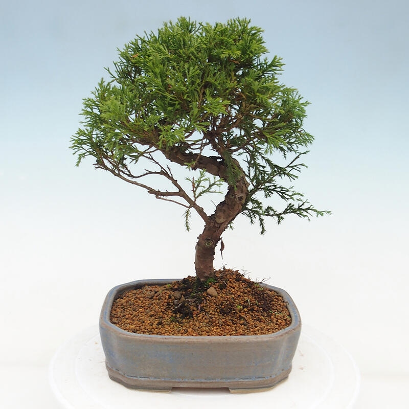 Venkovní bonsai - Juniperus chinensis Itoigawa -Jalovec čínský