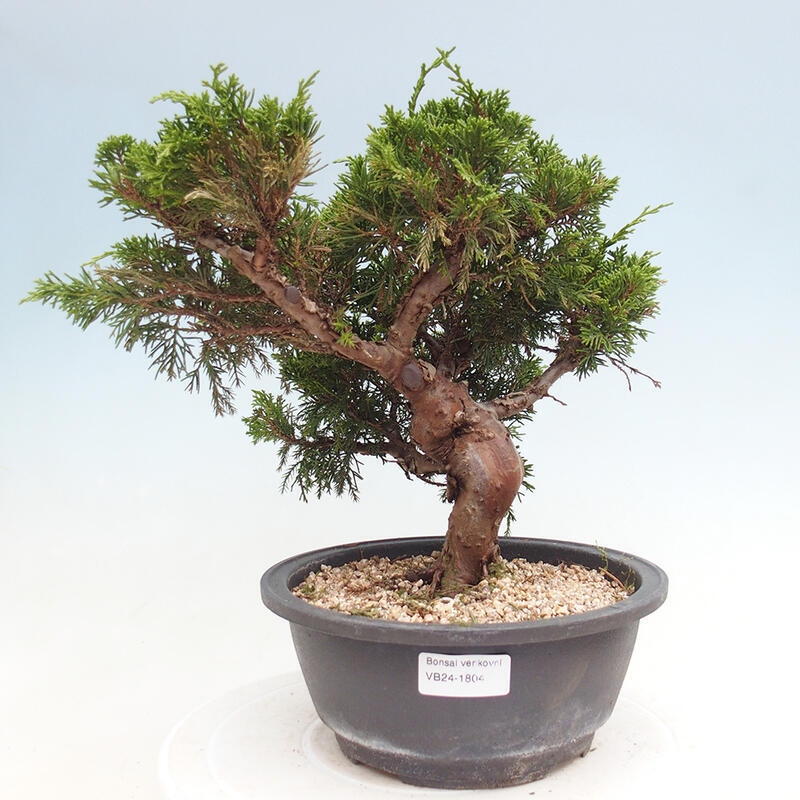 Venkovní bonsai - Juniperus chinensis Itoigawa -Jalovec čínský