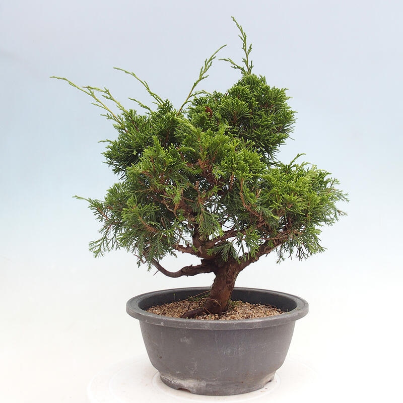 Venkovní bonsai - Juniperus chinensis Itoigawa -Jalovec čínský