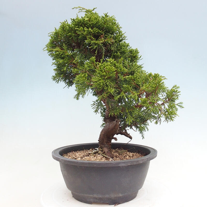 Venkovní bonsai - Juniperus chinensis Itoigawa -Jalovec čínský