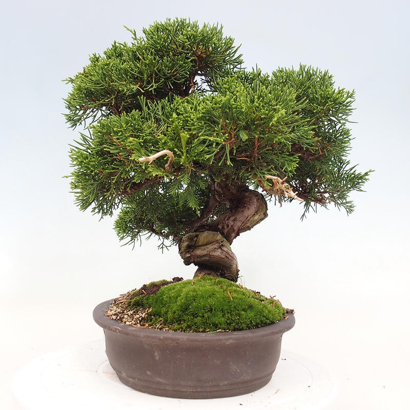 Venkovní bonsai - Juniperus chinensis Itoigawa-Jalovec čínský