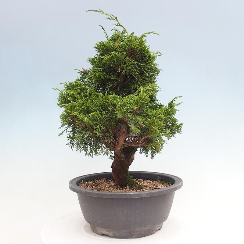 Venkovní bonsai - Juniperus chinensis Itoigawa -Jalovec čínský